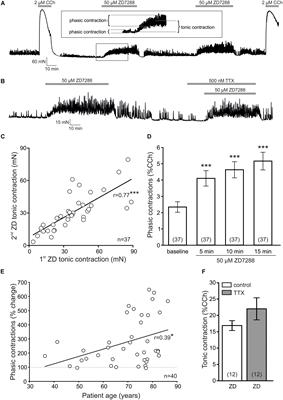 Hyperpolarization-Activated Cyclic Nucleotide-Gated Non-selective (HCN) Ion Channels Regulate Human and Murine Urinary Bladder Contractility